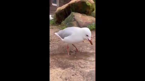 Animals