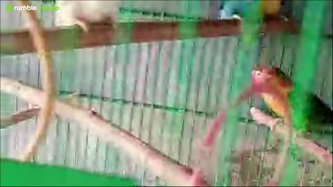 Love birds Live