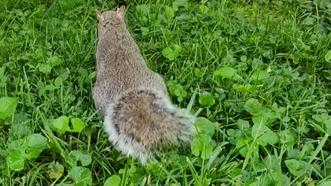 Friendly Wild squirrel 🐿️❤️ Mika The Squirrel