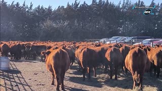 Trent Loos in the Morning - 12/24/2025