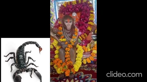 Live monkey posing as god....#monkey #god