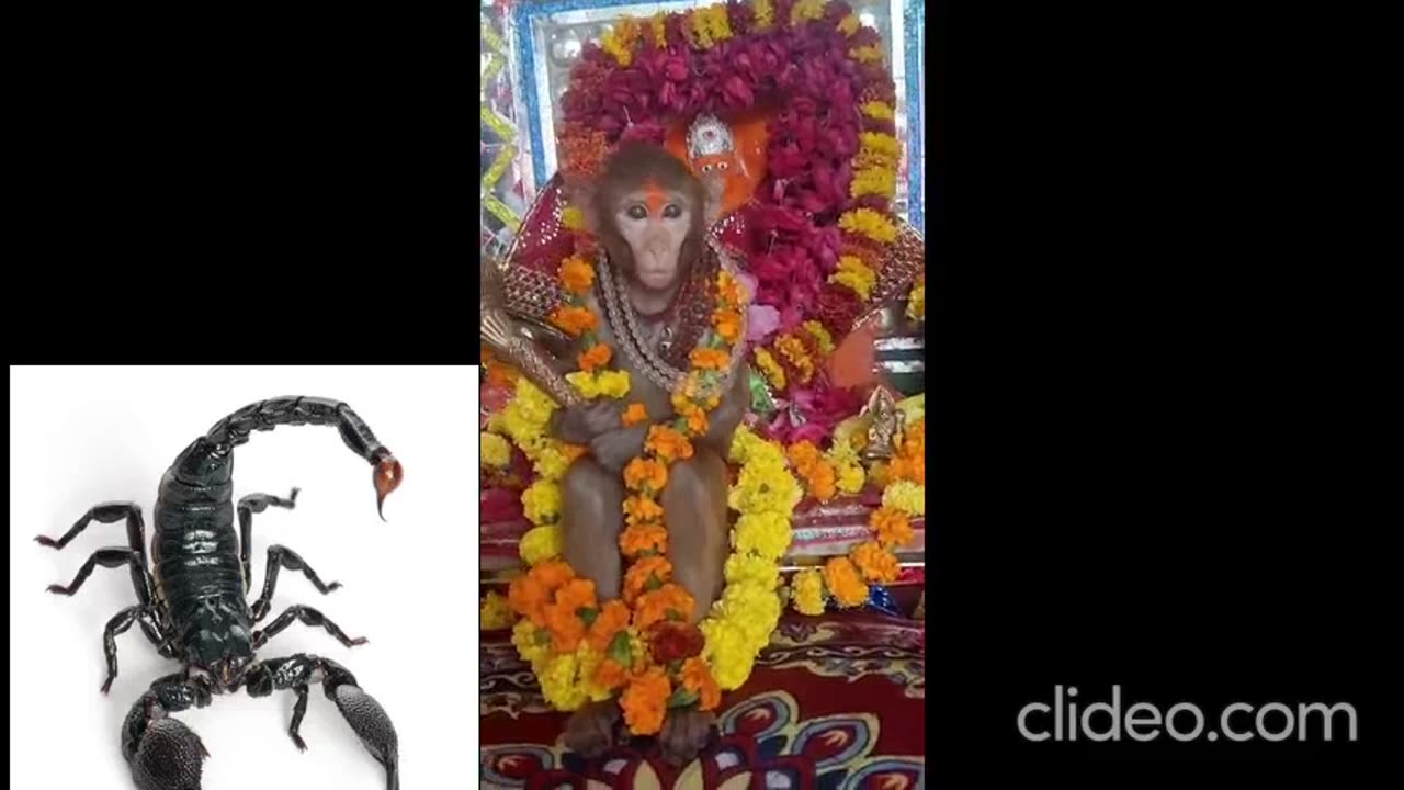 Live monkey posing as god....#monkey #god