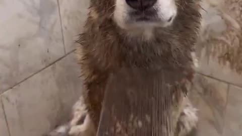 😂🐶 Clean? Not for long! 🐶 | FunFM