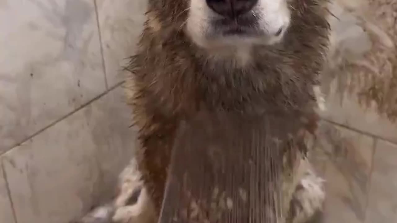 😂🐶 Clean? Not for long! 🐶 | FunFM