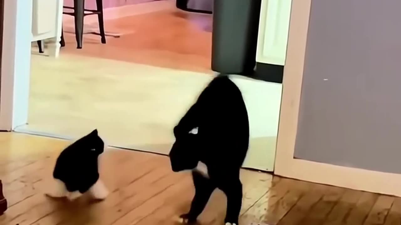 "Don’t Even Try to Understand Your Cat 😹 What Happens Next is Pure Chaos!"