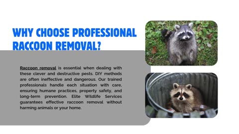 Safe and Effective Raccoon Removal Expert Solutions by Elite Wildlife Services