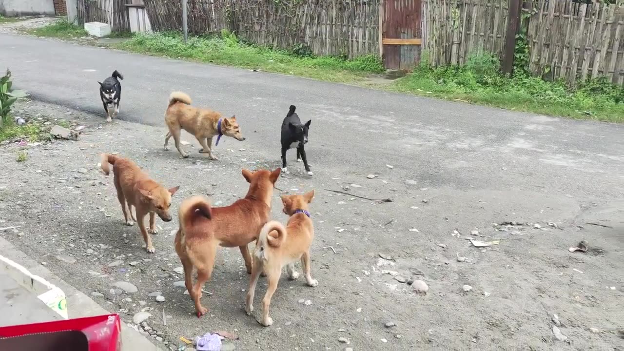 Dangerous Street Dogs