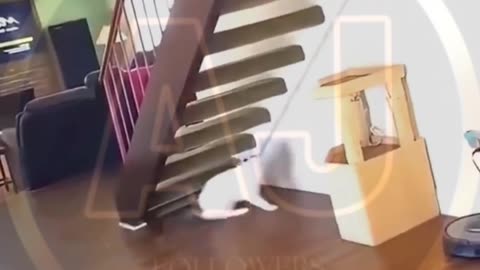 Funny animals video