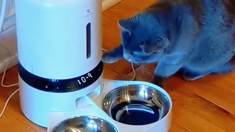 Cat funny