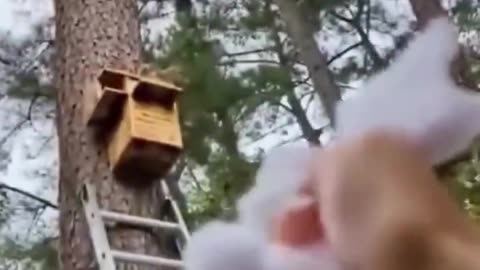 They built a new home for the cute little squirrel that lost its nest during tree cutting.