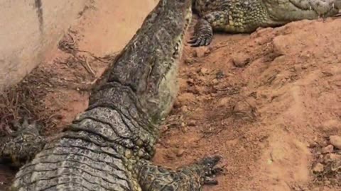 Crocodiles are afraid of shovels.