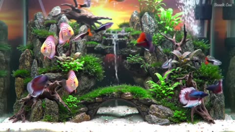 Aquascape Live: Nature’s Harmony in Glass