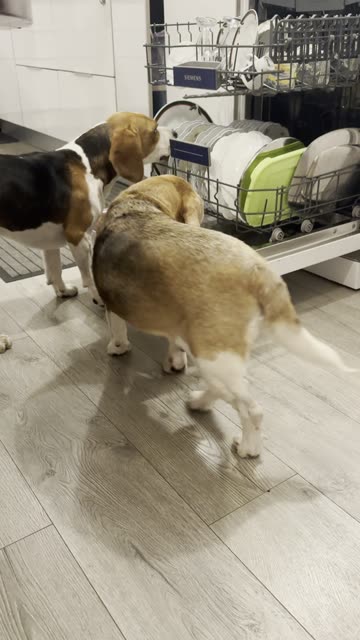 Beagle Pair Prewash Dishes