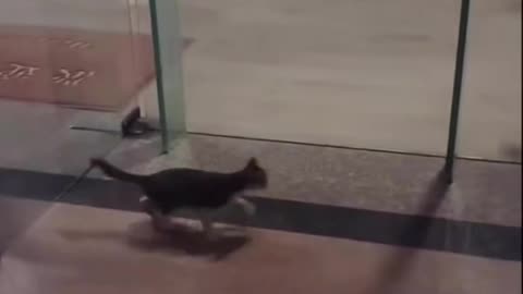 Bro never learns from his mistakes