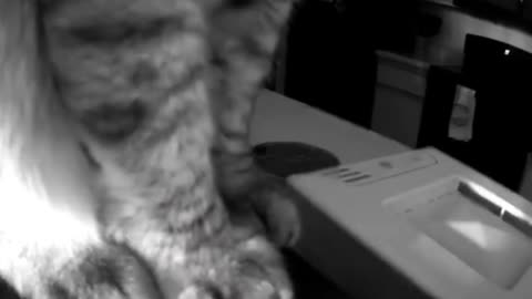 Funny cats