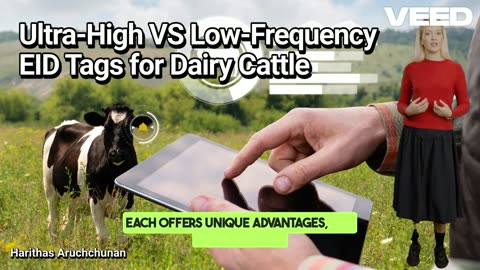Ultra High VS Low Frequency EID Tags for Dairy Cattle