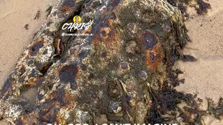 LOOK WHAT WE FOUND AT THE BEACH!