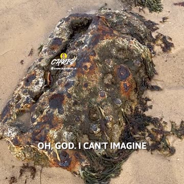 LOOK WHAT WE FOUND AT THE BEACH!