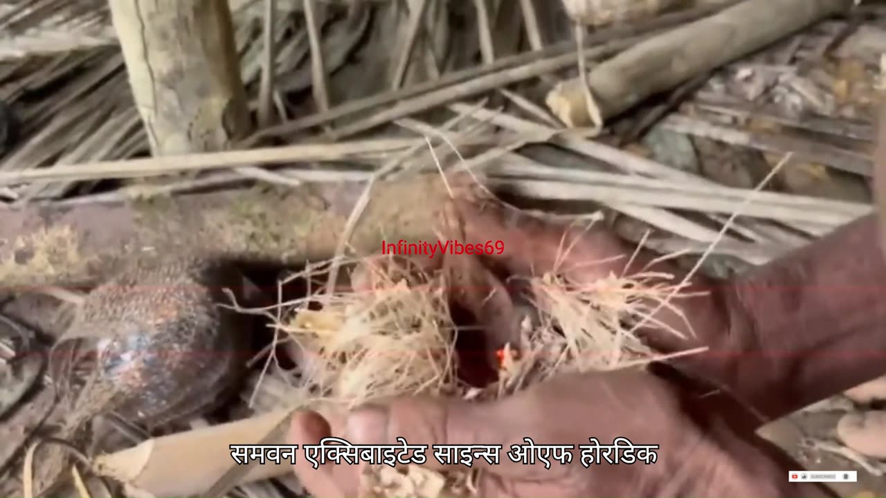 Korowai Tribe Lost Cannibal Secrets!