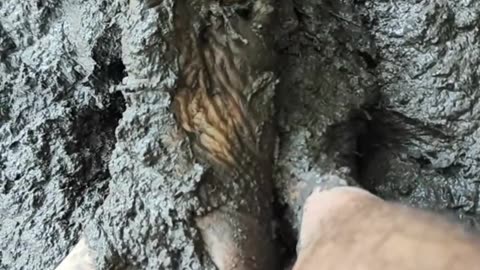 Barefoot Mud ASMR in the Forest | Sensory Squish, Nature Walk & Grounding #Shorts #muddy #barefeet