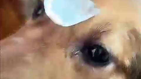 We Need to Talk About dogs being idiots