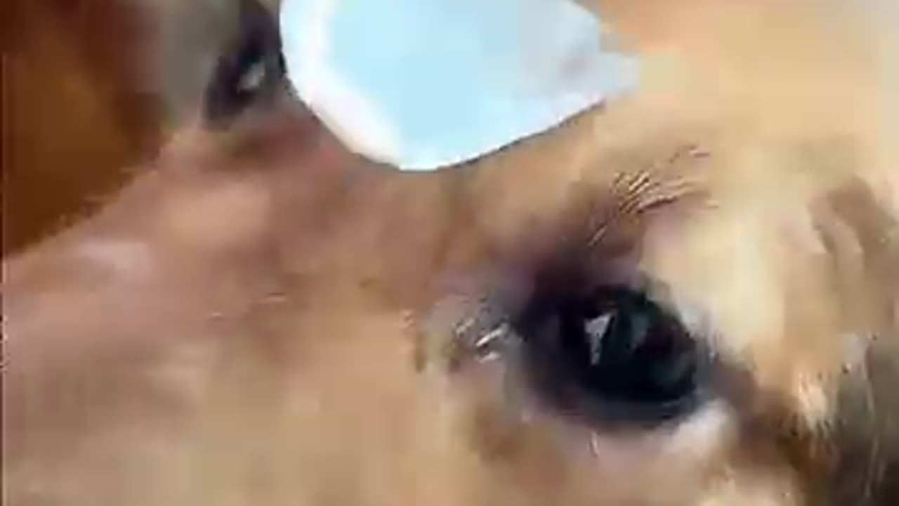 We Need to Talk About dogs being idiots
