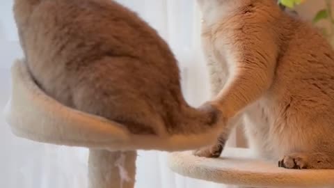 When Cats Have a Secret Fight!