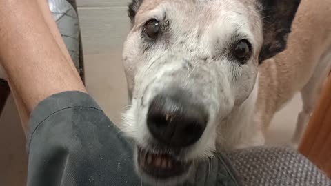 Venus 10y A851996@TRN fostered but needs a forever ❤️adopting home She loves companionship2025831295