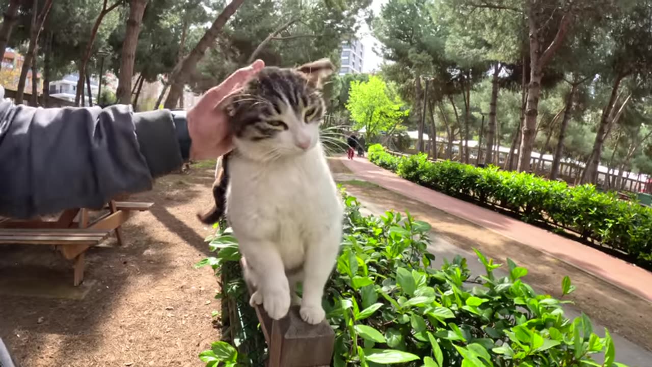 stray cat asking for affection in the cutest way