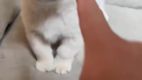 Puppy puppy
