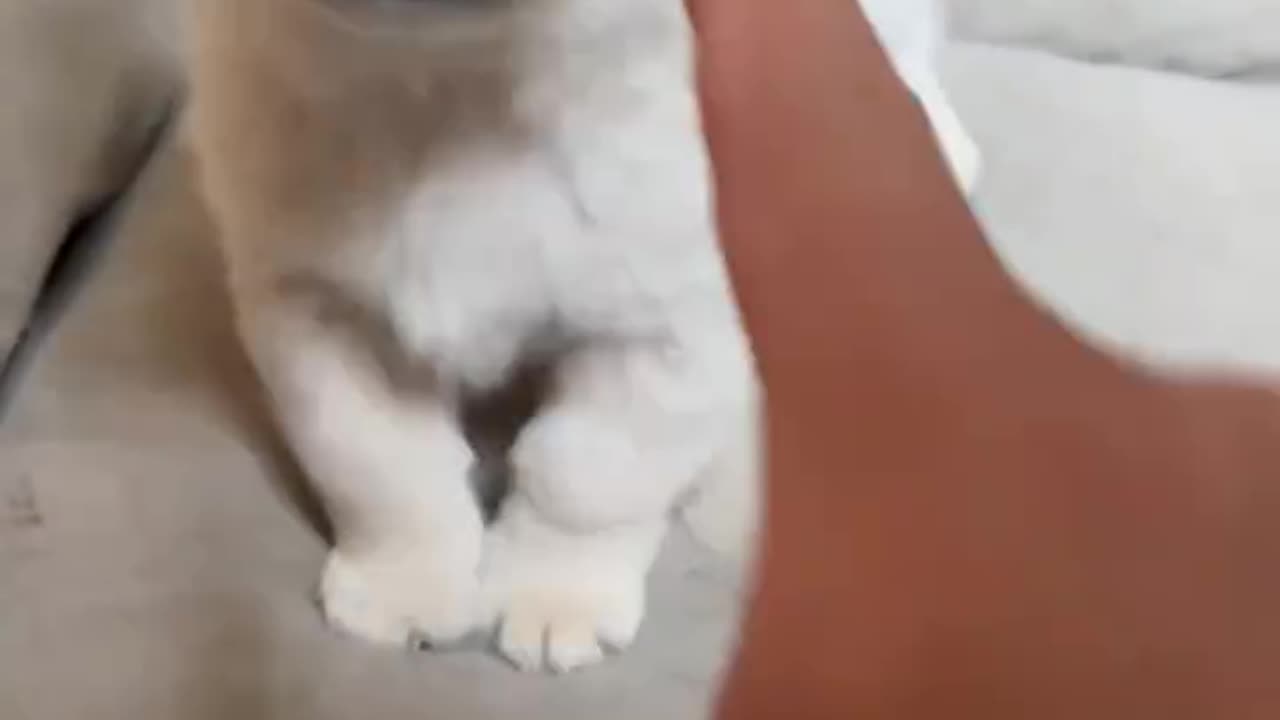 Puppy puppy