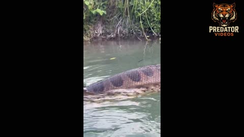 Anaconda