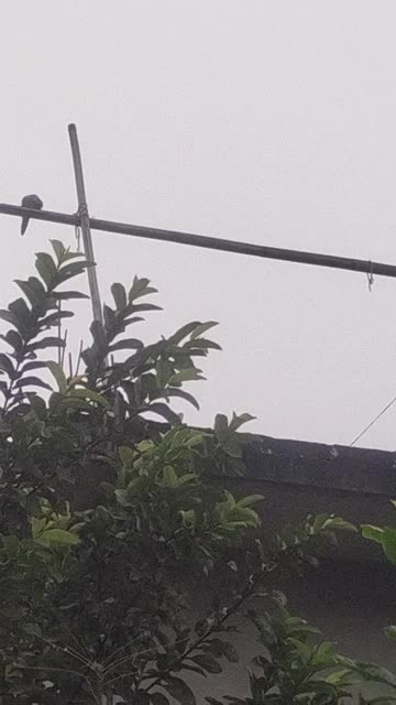 🕊️ Early Morning Dove in My Locality | Agartala | North East India