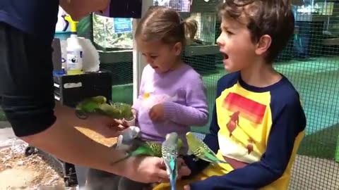 Baby Shark Doo Doo Zoo Babies - TRY NOT TO LAUGH - Funniest Home Videos 2020