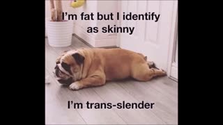 12026 Funny Laugh Out Loud Hilarious Memes Jokes Cartoons