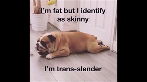 12026 Funny Laugh Out Loud Hilarious Memes Jokes Cartoons