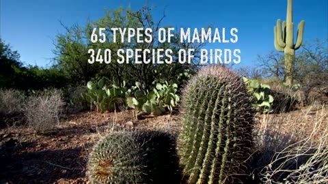 Deserts of the World _ Learn interesting facts about different deserts from around the world