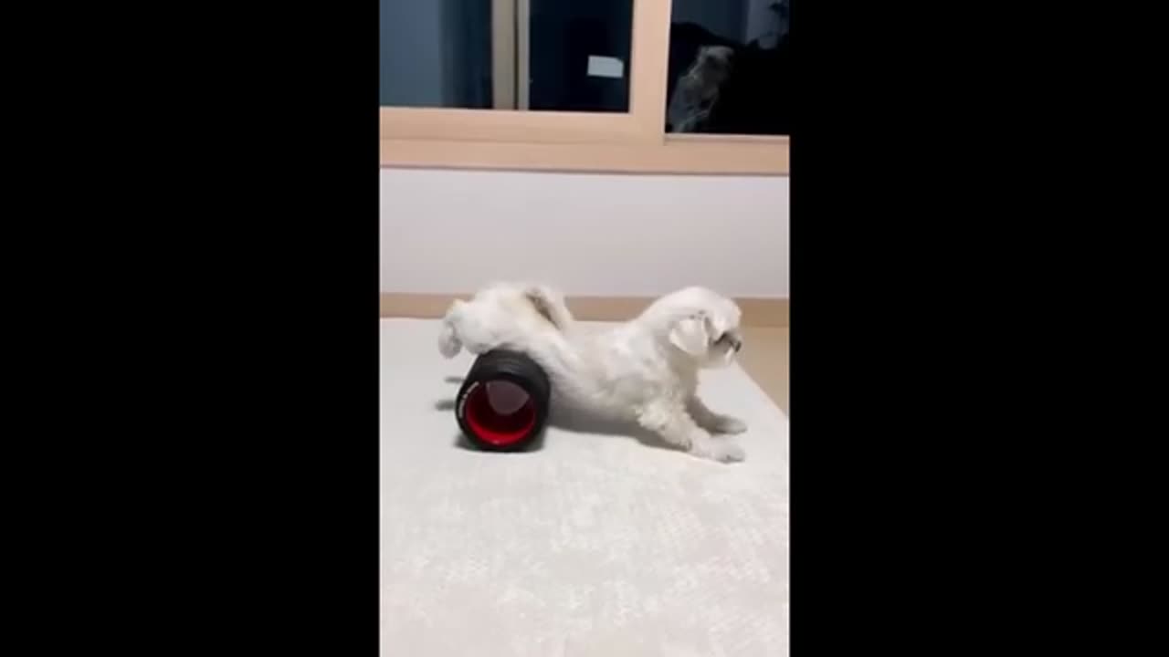 Funny Dogs and cats