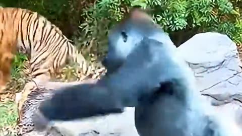 Gorilla vs Tiger