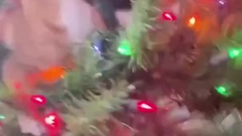Kitty Christmas