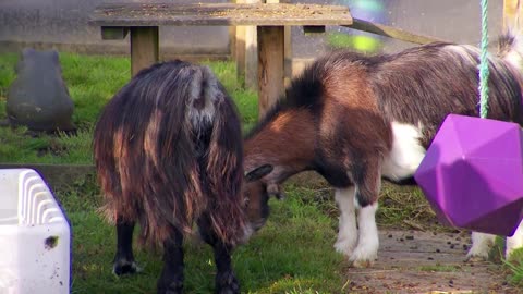 Mi Mascota y Yo - T02E10 - Cabras Pigmeas