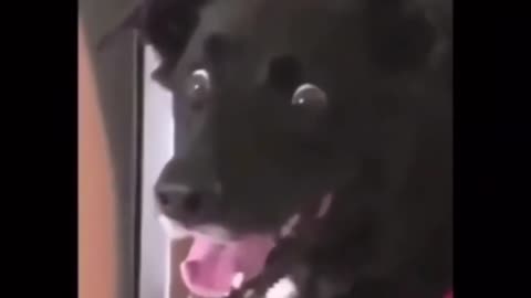 Pure Joy! 😂 Funniest Animal Moments That Will Make You Smile!
