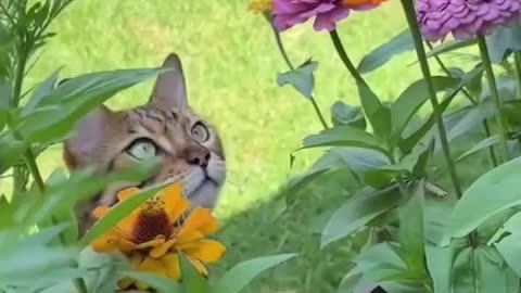 cat