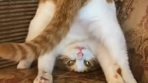 The ULTIMATE Cat Fails Compilation! 😹🏆 Funniest Feline Moments of 2024! 🐱 #BestCatVideos"
