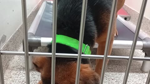 Blaine-German Shepherd 3y A863417 kennel 189 PACC shelter _20250917_180850609