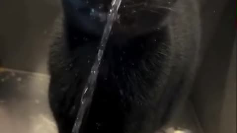 😂🐈 Cats Do This Too?! Hilarious Cat Behavior | FunFM