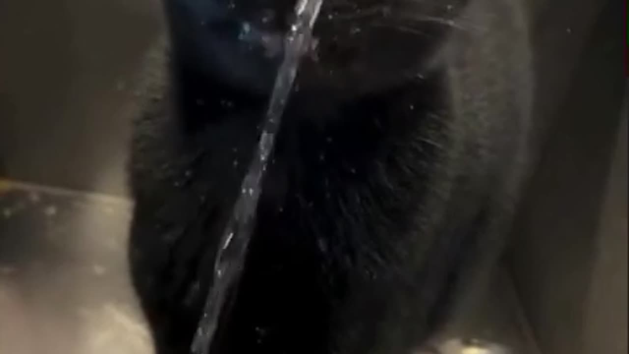 😂🐈 Cats Do This Too?! Hilarious Cat Behavior | FunFM