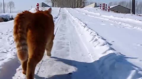 If you are watching this video, know that God has made you the guardian angel of a hungry cat💝
