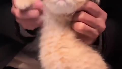 Animals Funny Video