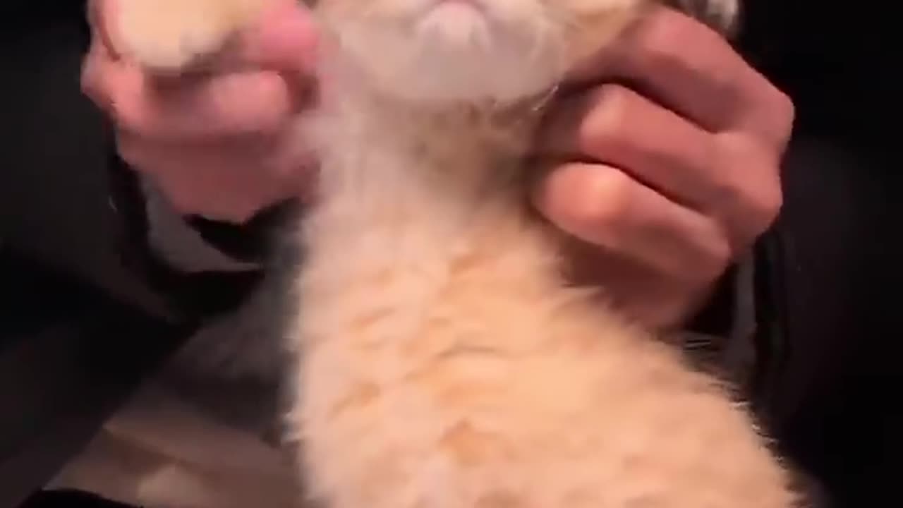 Animals Funny Video